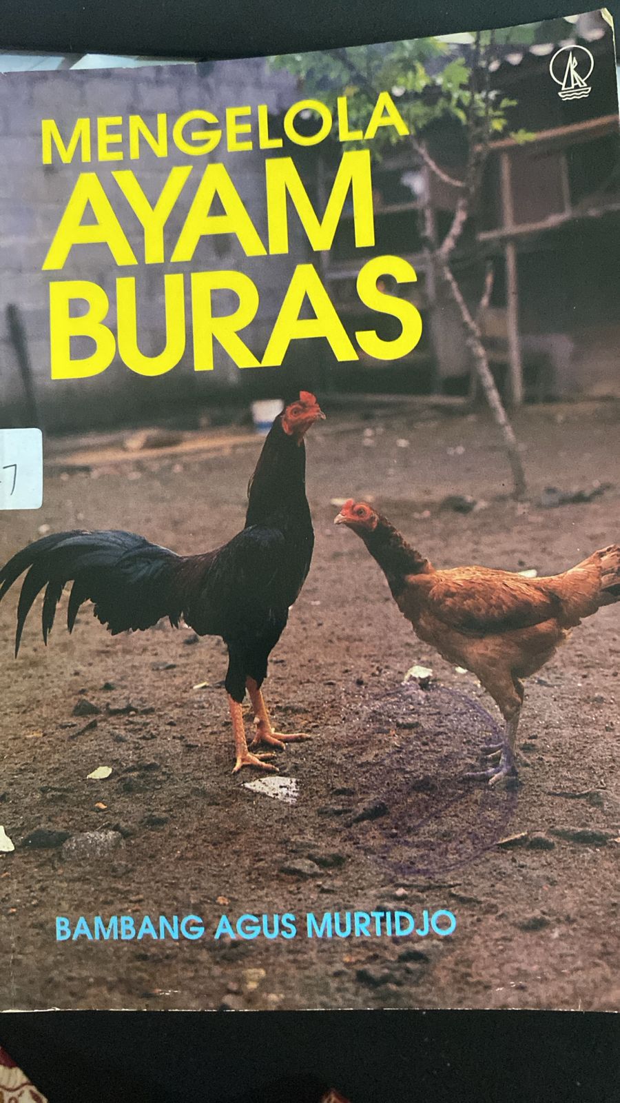 MENGELOLA AYAM BURAS